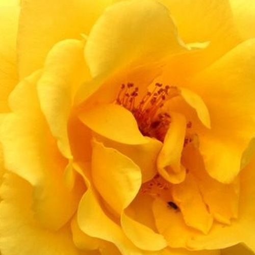 Růže online koupit v prodejně - Rosa  Golden Gate ® - diskrétní - Stromkové růže, květy kvetou ve skupinkách - žlutá - Tim Hermann Kordes - stromková růže s převislou korunou - -